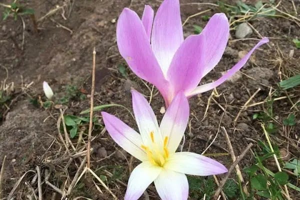 Trabzon Doğu Karadeniz Gençlik Kampı - Resim 18