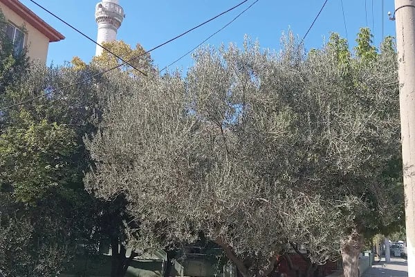 Karatepe Cami - Resim 19