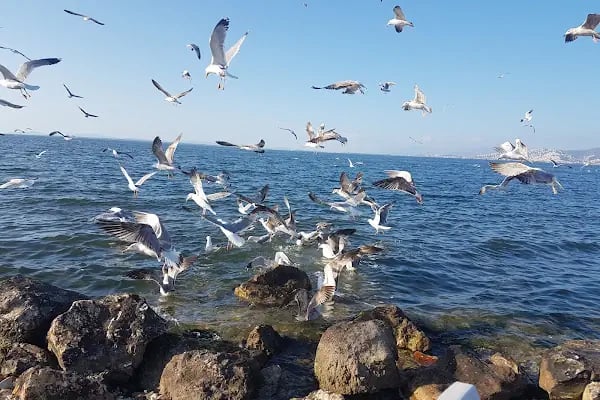 Erdeniz Balık Restaurant - Resim 5