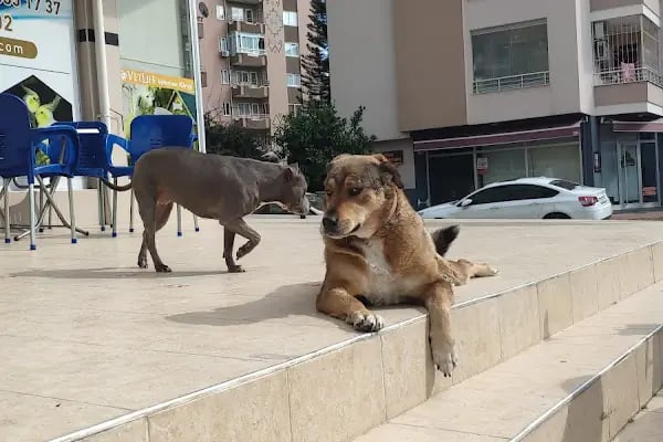 Mersin VETLife Veteriner Kliniği - Resim 5