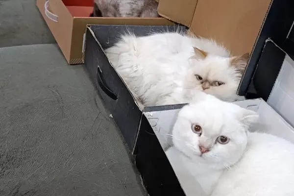 Mersin VETLife Veteriner Kliniği - Resim 9