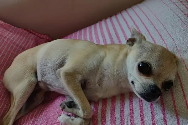 Mersin VETLife Veteriner Kliniği - Resim 4