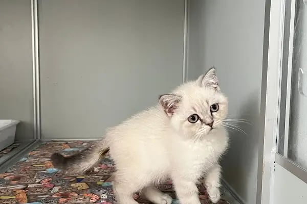Hopyap Veteriner Kliniği - Resim 12
