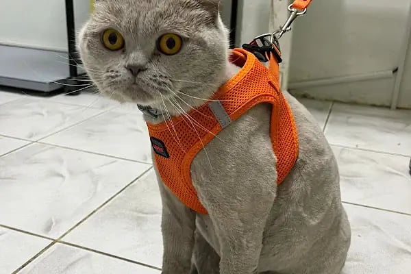 Hopyap Veteriner Kliniği - Resim 6
