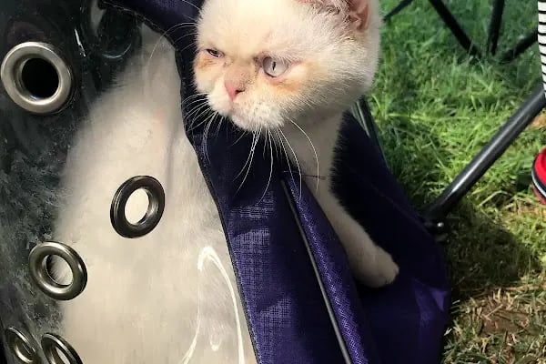 Hopyap Veteriner Kliniği - Resim 9