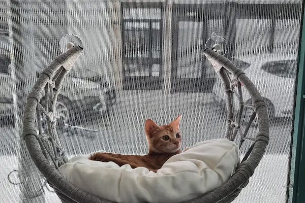 Hopyap Veteriner Kliniği - Resim 11