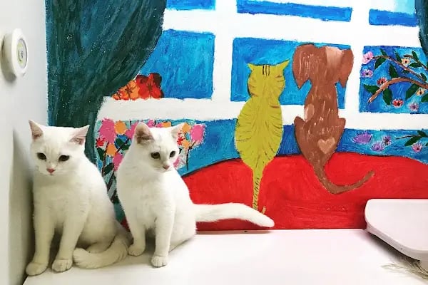 Hopyap Veteriner Kliniği - Resim 17