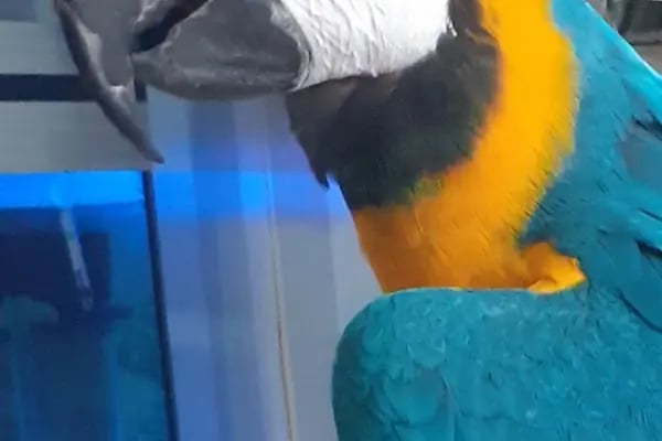 Penguen Petshop güneşli - Resim 17