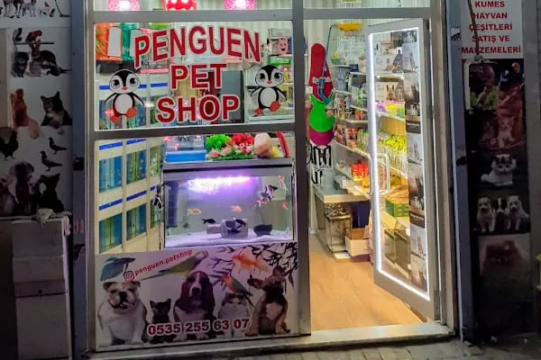 Penguen Petshop güneşli - Resim 2