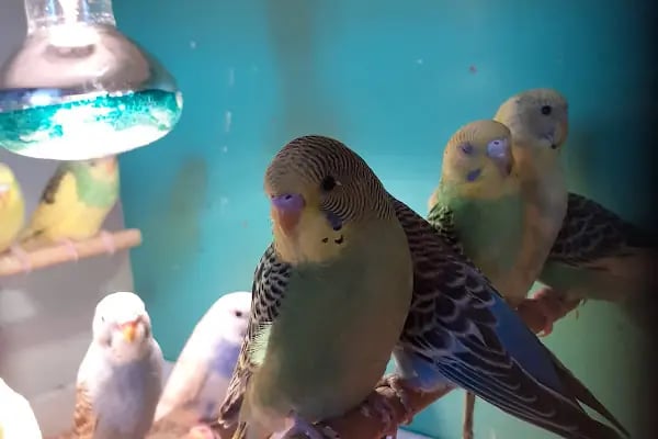Penguen Petshop güneşli - Resim 14