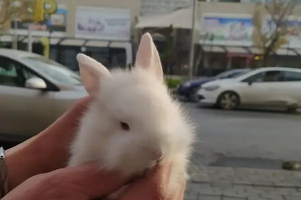 Penguen Petshop güneşli - Resim 10