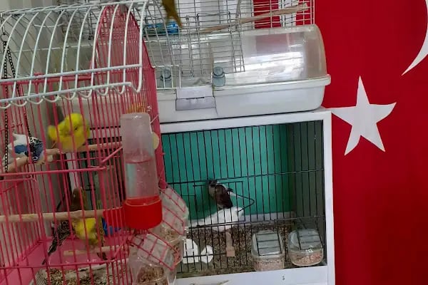 Penguen Petshop güneşli - Resim 9