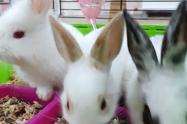 Penguen Petshop güneşli - Resim 15
