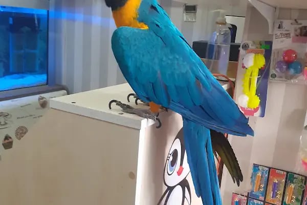 Penguen Petshop güneşli - Resim 4
