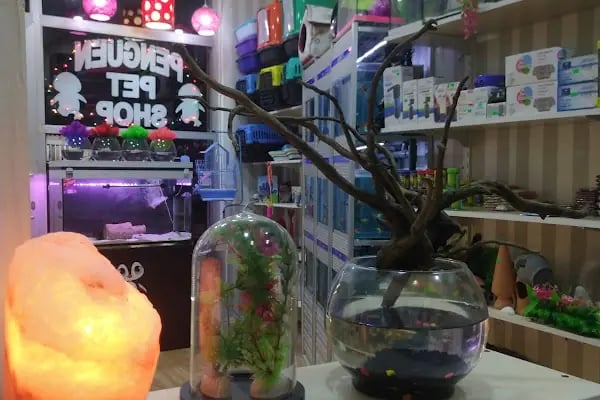 Penguen Petshop güneşli - Resim 8