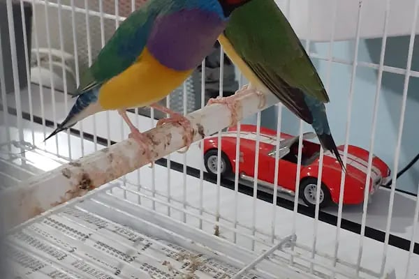 Penguen Petshop güneşli - Resim 6