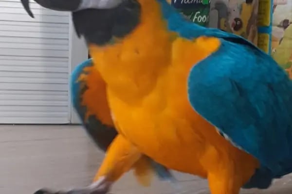 Penguen Petshop güneşli - Resim 16
