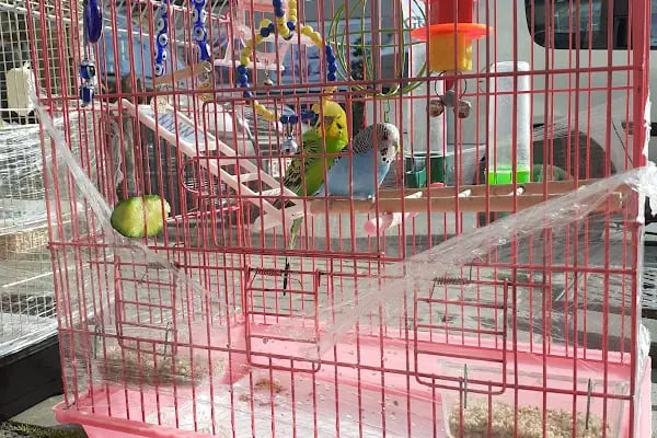 Penguen Petshop güneşli - Resim 3