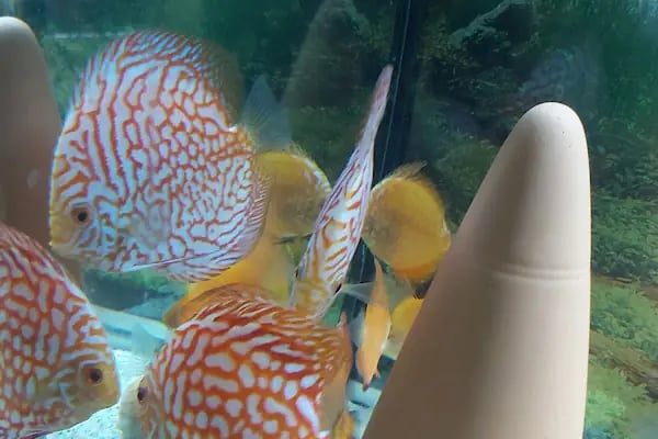 Penguen Petshop güneşli - Resim 19