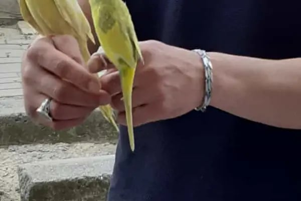 Penguen Petshop güneşli - Resim 20