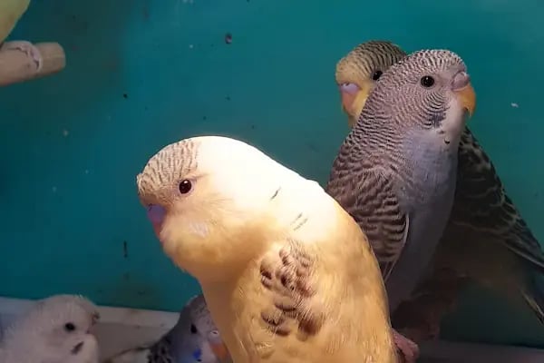 Penguen Petshop güneşli - Resim 12