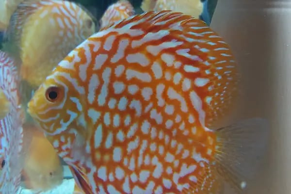 Penguen Petshop güneşli - Resim 11