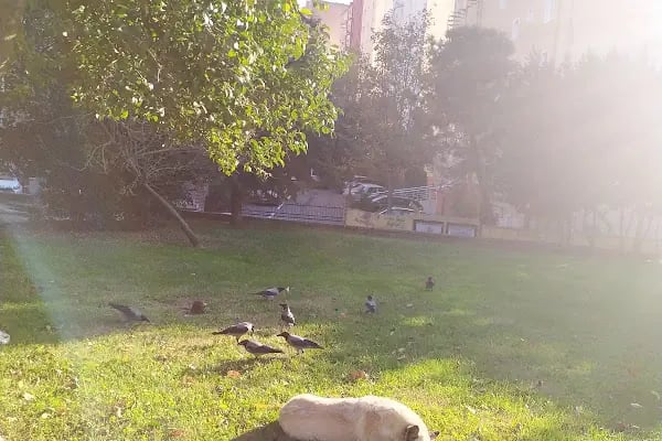 Kaybedenler Kulübü Parkı - Resim 12