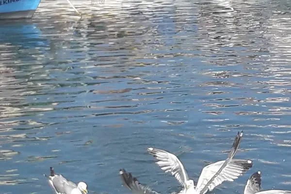 ANI FOTOĞRAF - Resim 11