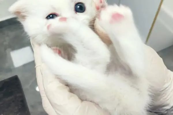 Keçiören Pınarbaşı Veteriner Kliniği (Gazino) - Resim 19
