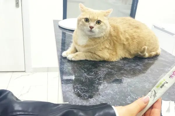 Keçiören Pınarbaşı Veteriner Kliniği (Gazino) - Resim 4
