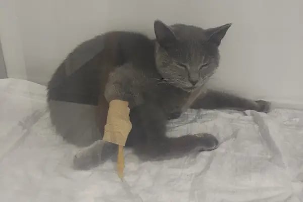 Keçiören Pınarbaşı Veteriner Kliniği (Gazino) - Resim 17