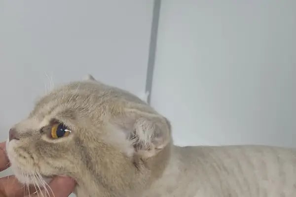 Keçiören Pınarbaşı Veteriner Kliniği (Gazino) - Resim 15