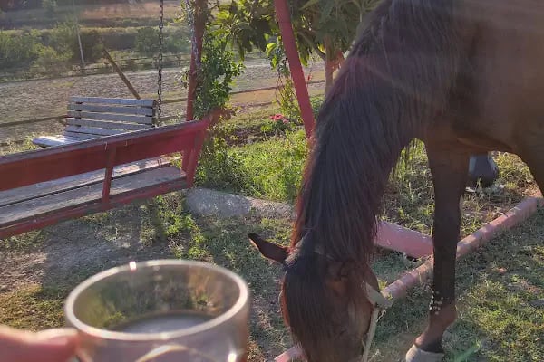 Çukurova Üniversitesi Atlı Spor Kulübü - Resim 10