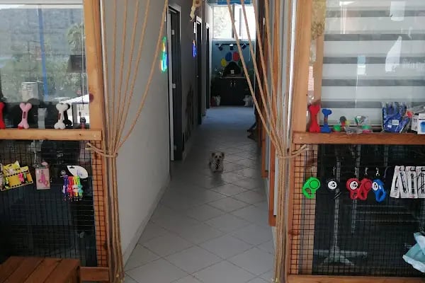 Vetmingo Veteriner Kliniği - Resim 6