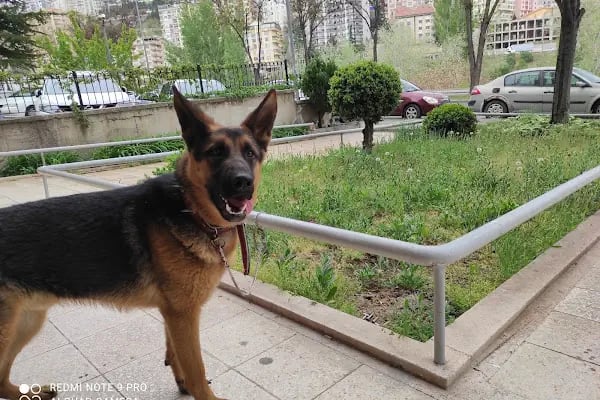 PETVOİCE VETERİNER KLİNİĞİ - Resim 6