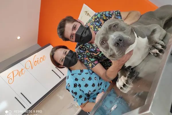 PETVOİCE VETERİNER KLİNİĞİ - Resim 14