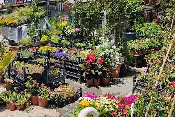 Florista Çiçekçilik &amp; MuM Art - Resim 4