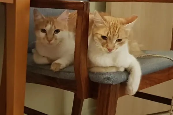Edremit Çınar Veteriner Polikliniği - Resim 14