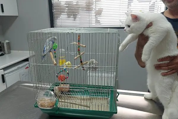 ŞirinPati Pet, Kuş ve Egzotik Veteriner Kliniği - Resim 8