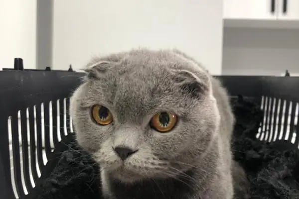 ŞirinPati Pet, Kuş ve Egzotik Veteriner Kliniği - Resim 10