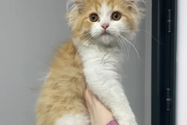 ŞirinPati Pet, Kuş ve Egzotik Veteriner Kliniği - Resim 4