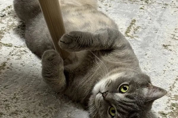 ŞirinPati Pet, Kuş ve Egzotik Veteriner Kliniği - Resim 15