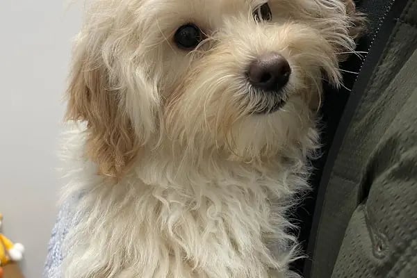 ŞirinPati Pet, Kuş ve Egzotik Veteriner Kliniği - Resim 6