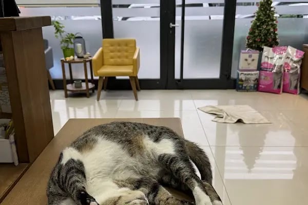 ŞirinPati Pet, Kuş ve Egzotik Veteriner Kliniği - Resim 20