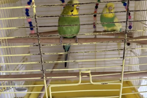 ŞirinPati Pet, Kuş ve Egzotik Veteriner Kliniği - Resim 17
