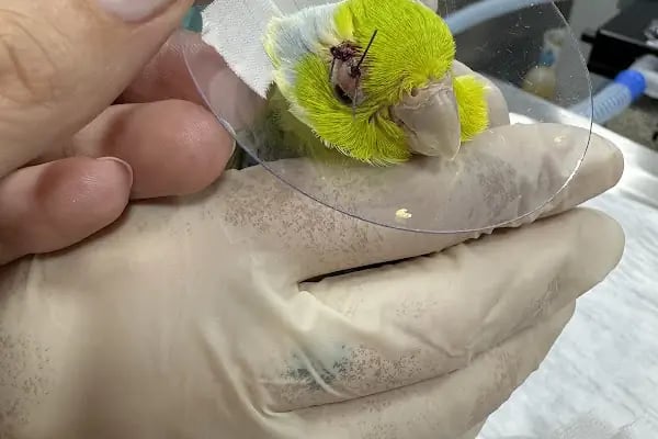 ŞirinPati Pet, Kuş ve Egzotik Veteriner Kliniği - Resim 9