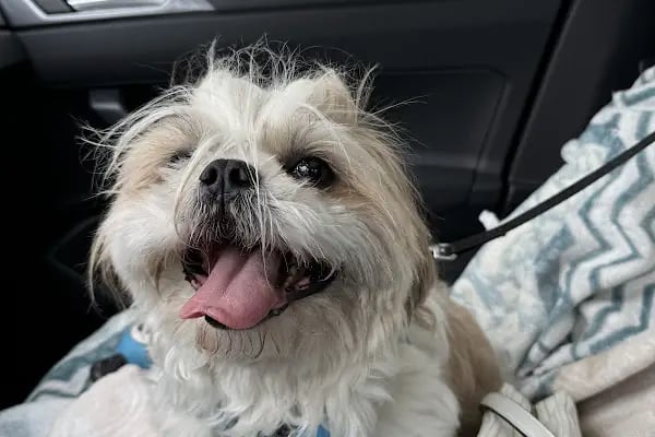 ŞirinPati Pet, Kuş ve Egzotik Veteriner Kliniği - Resim 19
