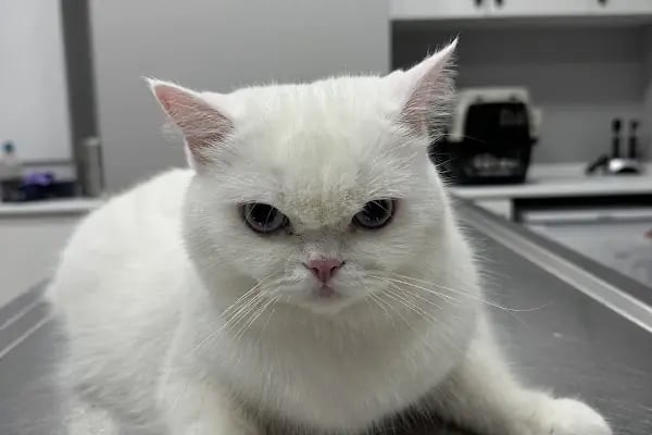 ŞirinPati Pet, Kuş ve Egzotik Veteriner Kliniği - Resim 11