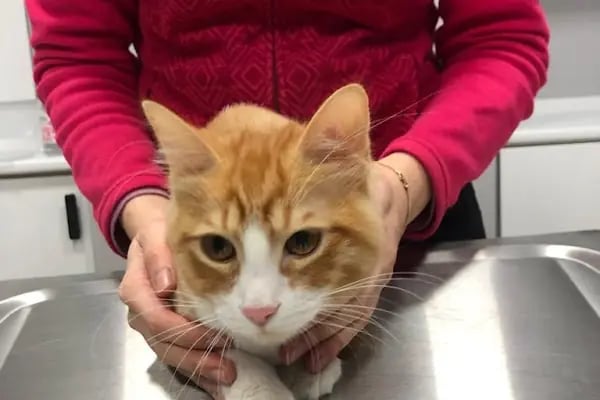 ŞirinPati Pet, Kuş ve Egzotik Veteriner Kliniği - Resim 7