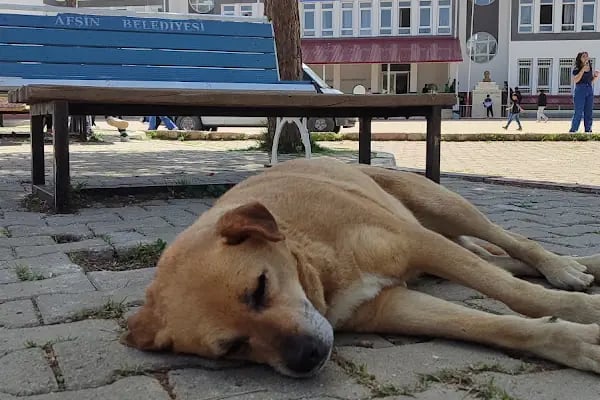 teaş istiklal ortaokulu - Resim 2